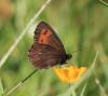 315514 – Photo : clovis – France (66)